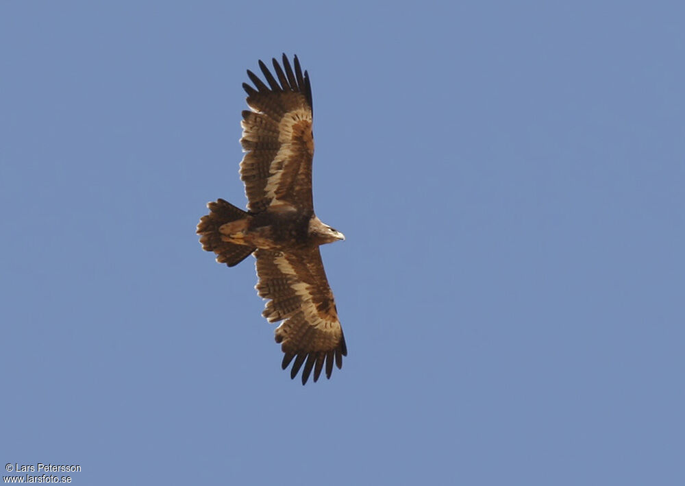 Steppe Eagle