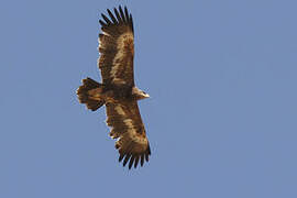 Steppe Eagle