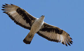 African Hawk-Eagle