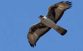 African Hawk-Eagle