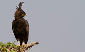 Long-crested Eagle