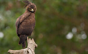 Long-crested Eagle