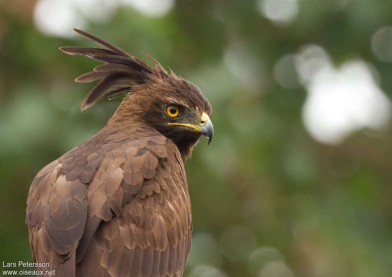 Long-crested Eagle, close-up portrait