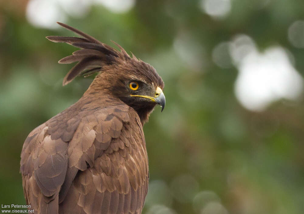 Aigle huppard, portrait