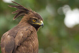 Long-crested Eagle