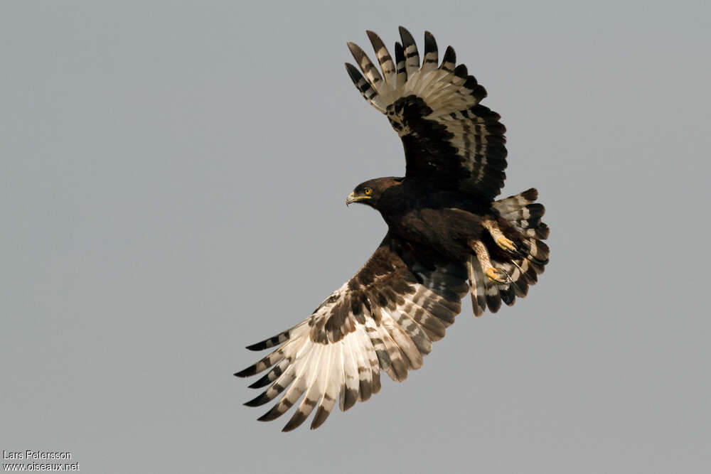 Long-crested Eagleadult, Flight