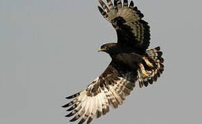 Long-crested Eagle