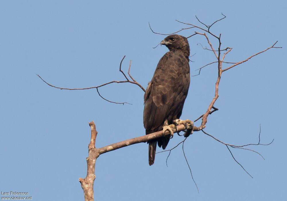 Changeable Hawk-Eagleadult, pigmentation