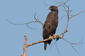 Changeable Hawk-Eagle