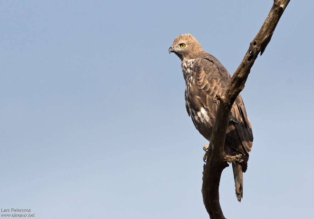 Aigle huppéjuvénile, identification