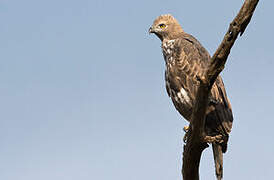 Changeable Hawk-Eagle