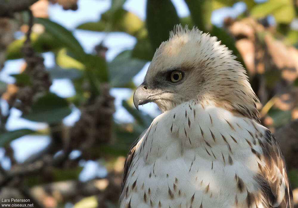 Changeable Hawk-Eaglejuvenile, close-up portrait