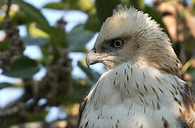 Changeable Hawk-Eagle