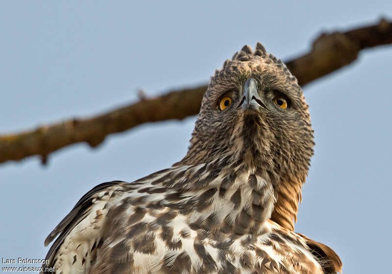 Changeable Hawk-Eagleadult, close-up portrait