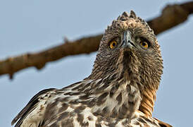 Changeable Hawk-Eagle