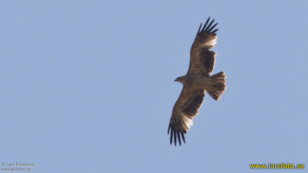 Aigle impérial