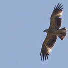 Aigle impérial