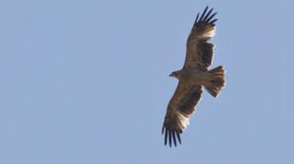 Aigle impérial