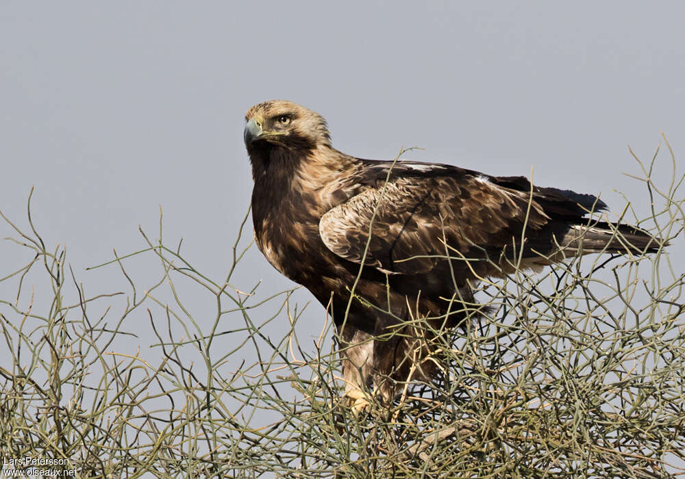 Aigle impérialadulte, identification