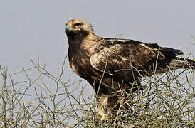 Aigle impérial