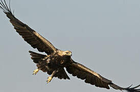 Eastern Imperial Eagle