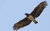 Aigle martial