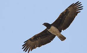 Martial Eagle