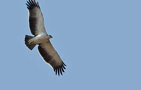 Martial Eagle