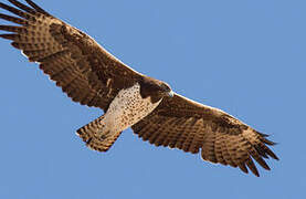 Aigle martial