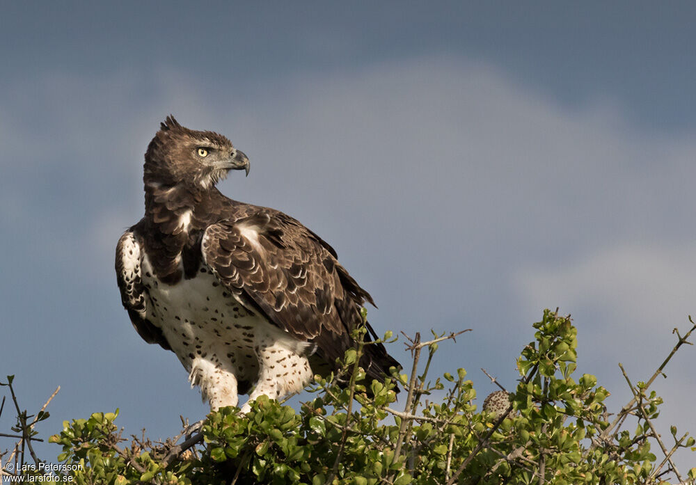 Martial Eagle