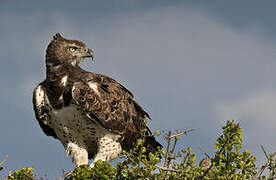 Martial Eagle