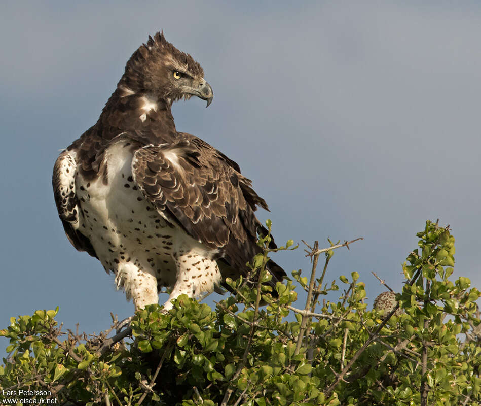 Martial Eagleimmature, moulting