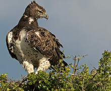 Martial Eagle