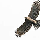 Aigle montagnard