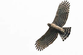 Mountain Hawk-Eagle