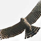 Aigle montagnard