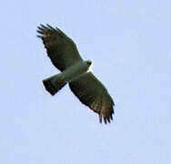 Black-and-white Hawk-Eagle