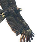 Aigle noir