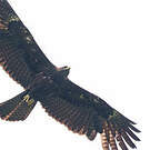 Aigle noir