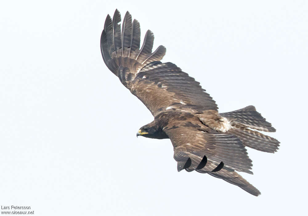 Black Eagleimmature, pigmentation, Flight