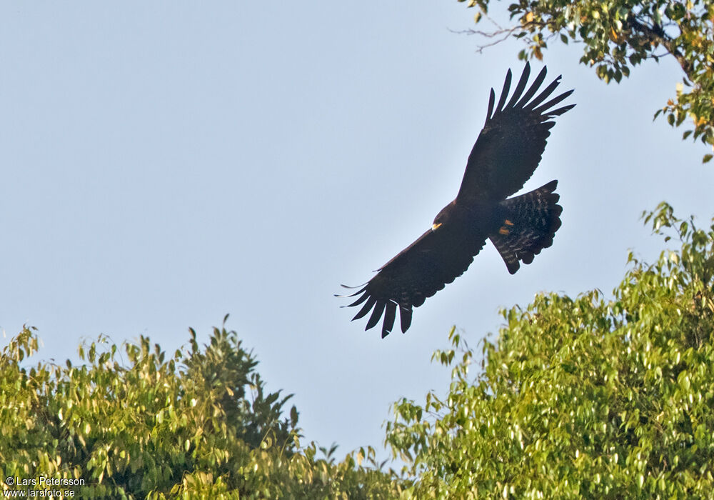 Aigle noir