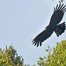 Aigle noir