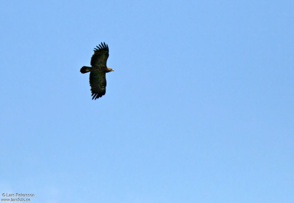 Lesser Spotted Eagle