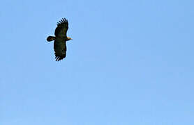 Lesser Spotted Eagle