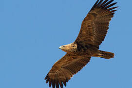 Tawny Eagle