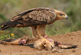 Tawny Eagle