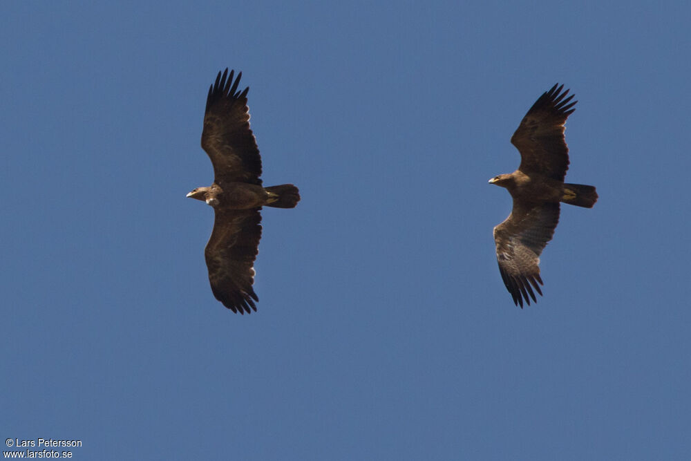 Aigle ravisseur