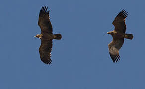 Tawny Eagle