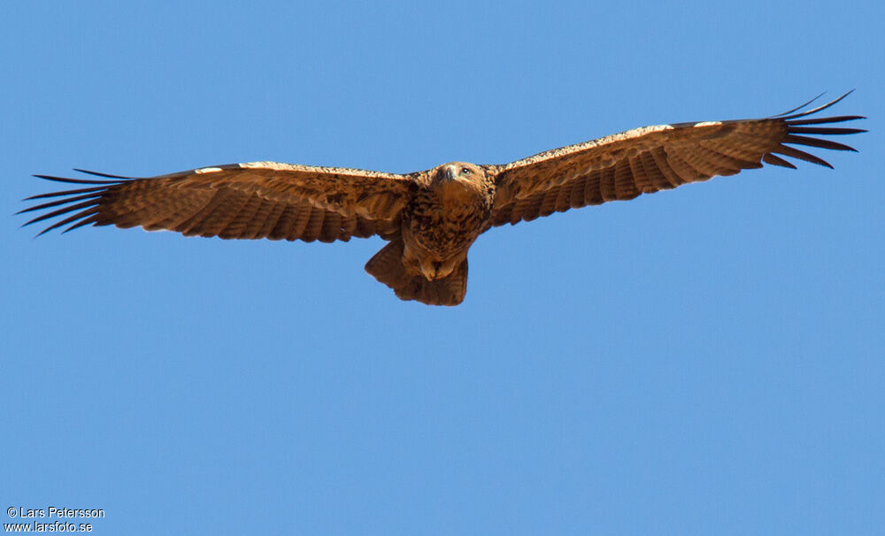 Tawny Eagle