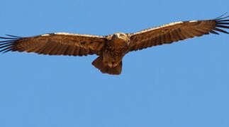 Tawny Eagle